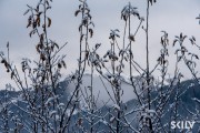 FIS Baltijas kauss 2025 2. posms elitei, SL, Foto: E.Lukšo